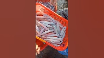 bè chim cá bớp mực nháy đủ các loại tại cảng