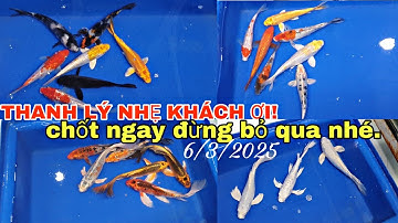 THANH LÝ NHẸ CÁC COMBO CÁ CHÉP 6/3/2025.