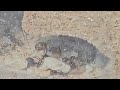 Messor orientalis - 4K Makrovideo