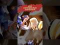 INGRID STREET FIGHTER ALPHA - STREET FIGHTER 6 // COMPARISON OF MOVEMENTS #streetfighter #ingrid