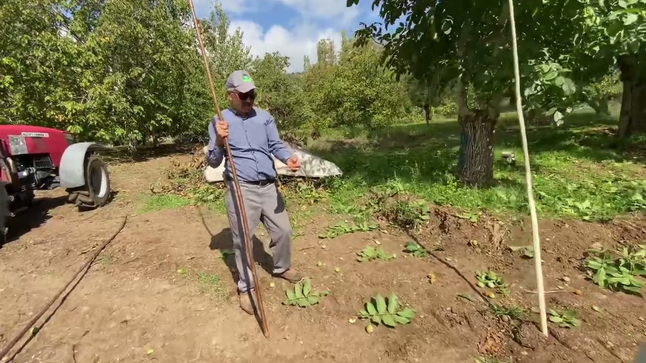 4 Yaş Howard Aşıdan Kaç Kilo Ceviz Alırız