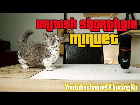 Video British Shorthair Minuet Bi-Color [ short legs - youtube