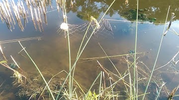CHECKING TURTLE TRAP