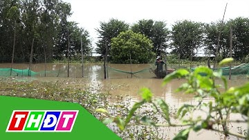 Nông dân thu nhập cao từ nuôi tôm mùa nước nổi | THDT