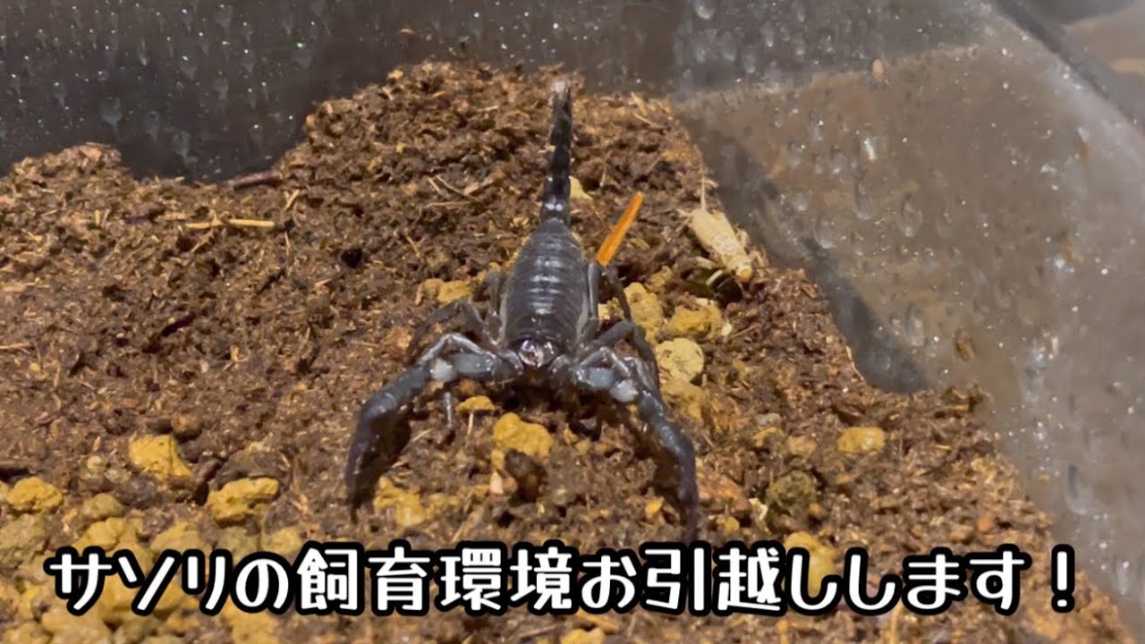 アジアンフォレストスコーピオンの飼育環境お引越し - YouTube