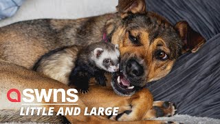 Meet these inseparable best friends - a DOG and a FERRET! | SWNS