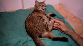 CAT GIVE BIRTH FIRST TIME.. FULL VIDEO....UNEDITED PAINFULY