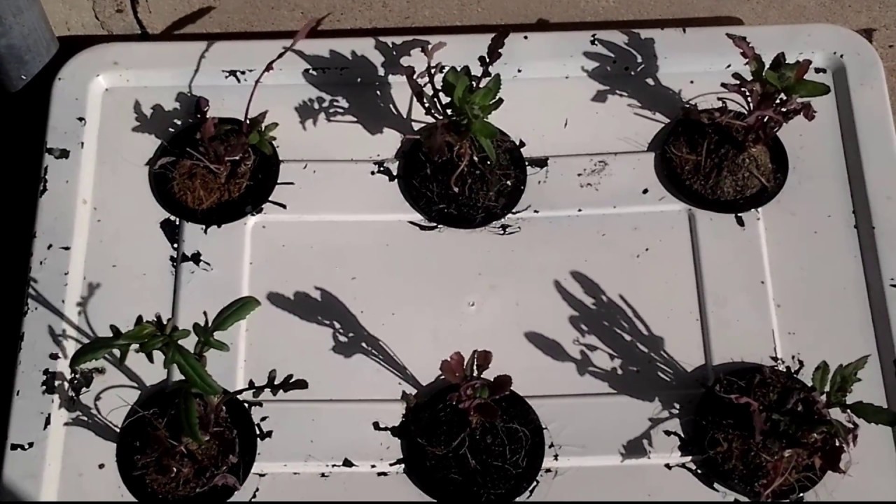 DIY hydroponics Kratky for Beginners week 3 up date YouTube