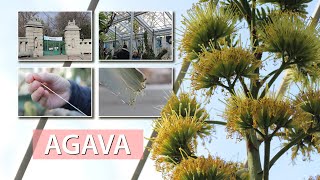Posle više od jednog veka procvetala AGAVA - pravo čudo u Botaničkoj bašti Jevremovac!
