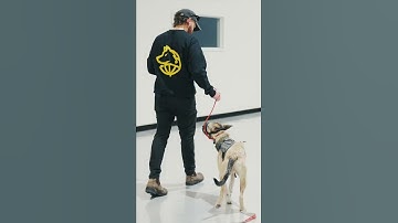 How to Make Your Dog More Confident and Less Reactive