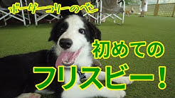 Ben The Bordercollie Youtube Ben The Bordercollie Youtube