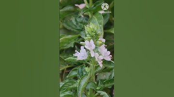 والحب ذو العصف والريحان 🌸أيات من سورة الرحمن🌸القارئ الشيخ ماهر المعيقلي