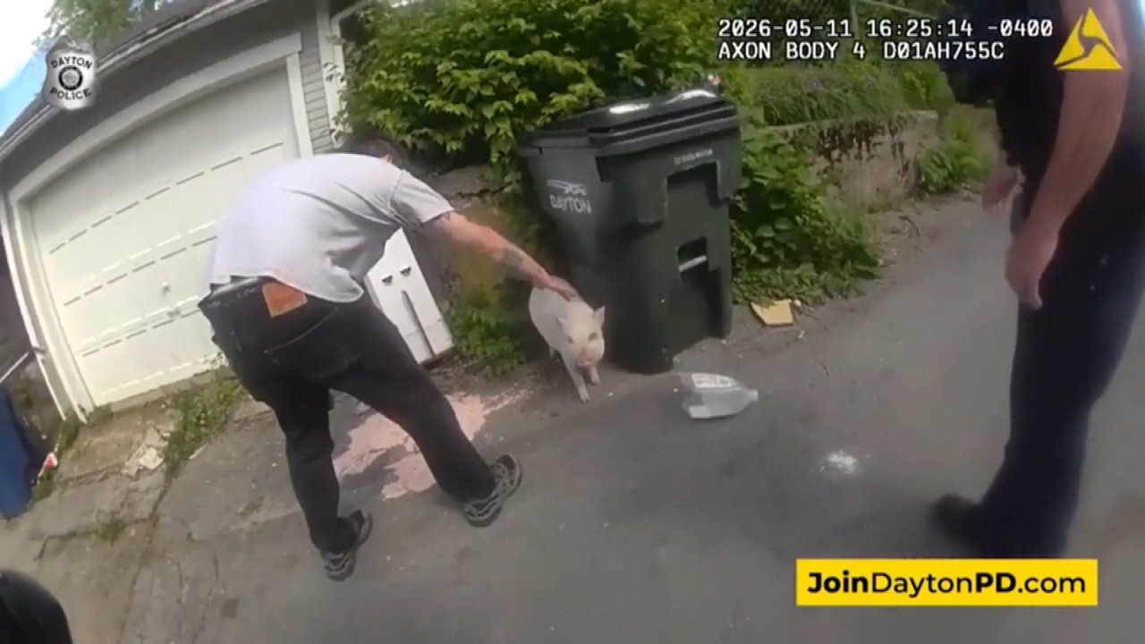 Pig Named Hamlet Returned Home By Cops After Escaping From Yard