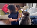 子供の近くで過ごす猫　ノルウェージャンフォレストキャットA cat that stays close to children. Norwegian Forest Cat.