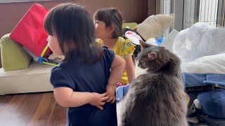 子供の近くで過ごす猫　ノルウェージャンフォレストキャットA cat that stays close to children. Norwegian Forest Cat.