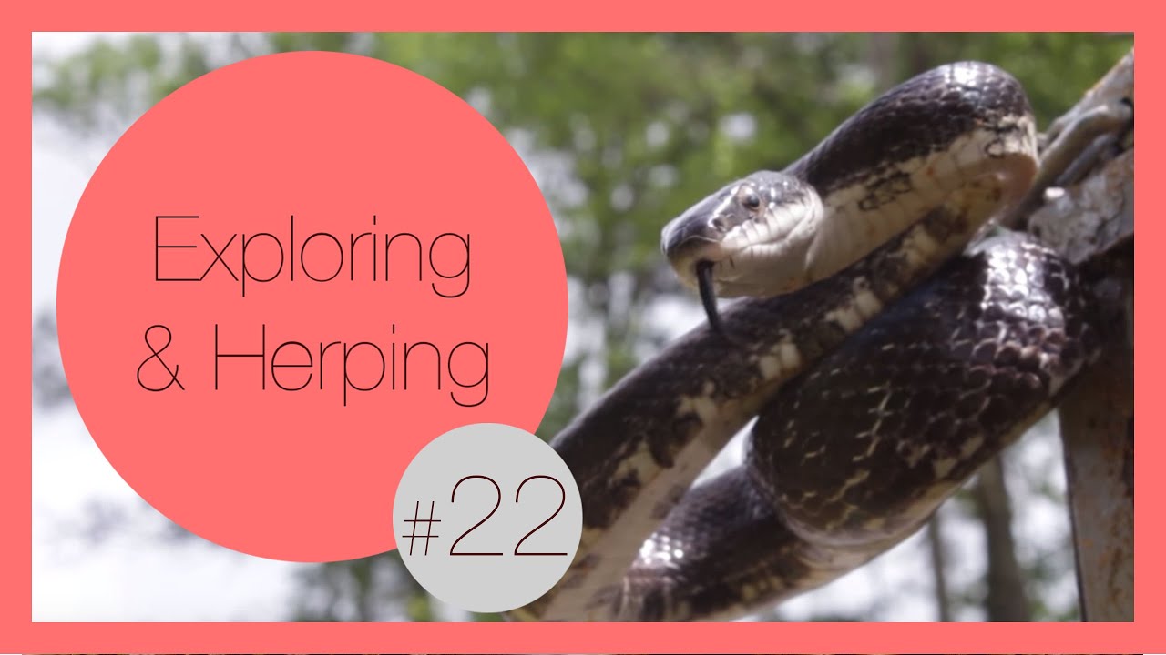 Beautiful Black Rat Snake | Exploring & Herping #22