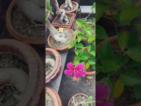 #shorts#rooftop garden#flowers🥰💐