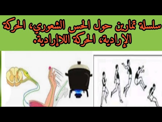 سلسلة تمارين 3 حول الاتصال العصبي(تمارين حول الحس الشعوري، الحركة الإرادية، الحركة اللاإرادية)