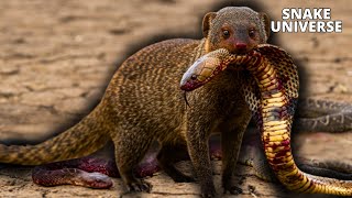 The supreme PREDATOR of the most VENOMOUS SNAKES in the world | Snake vs Mongoose!