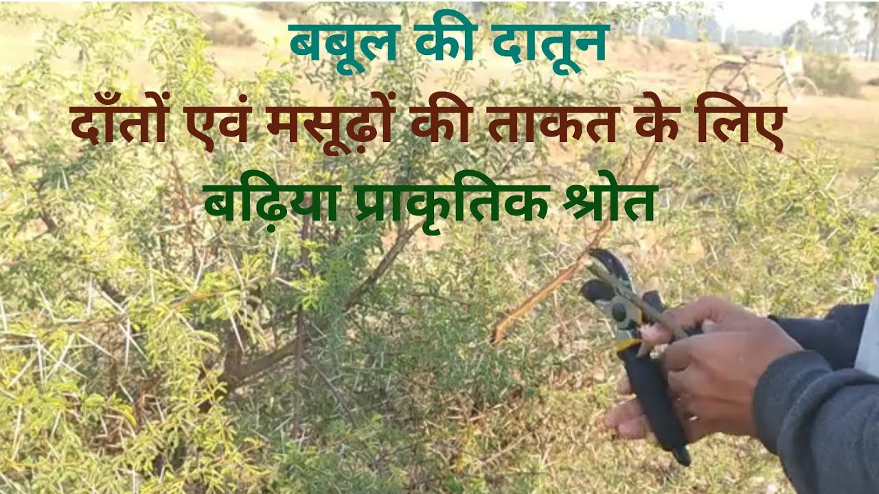Babool ke datun ke fayde [ Health benefits of babool datun ] बबूल के ...