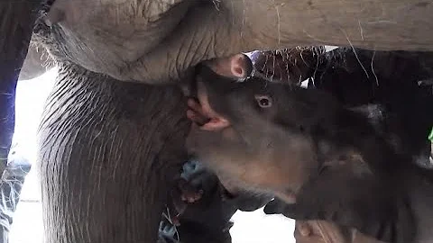 Once-Injured Asian Elephant Gives Birth to First Daughter - DayDayNews