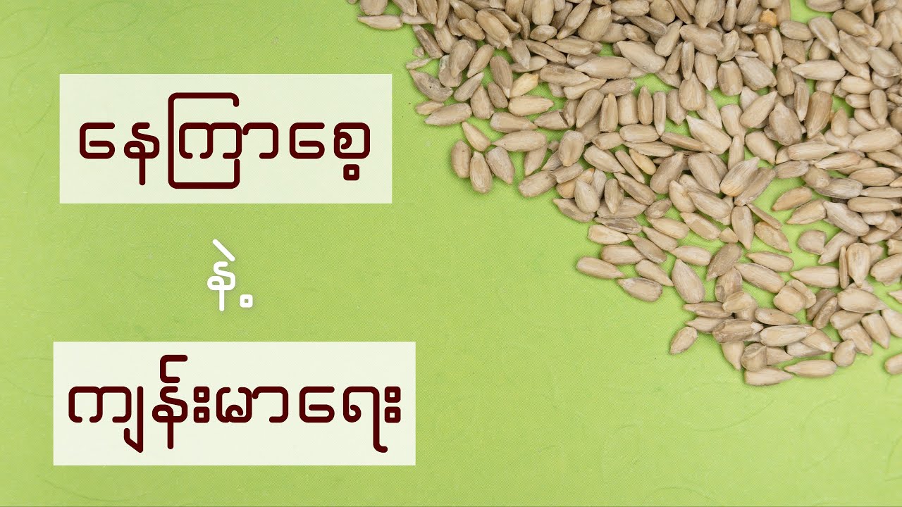 နေကြာစေ့ရဲ့ ကောင်းကျိုး ဆိုးကျိုးများ