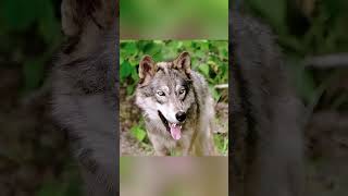 Aslan Ve Kurt Gerçek Dostluk Türleri Aşar