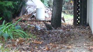 Hawk kills Blue Jay