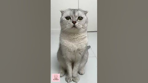 🔥 Black Magic 🪄 by Petkit Pura Max #cat #cats