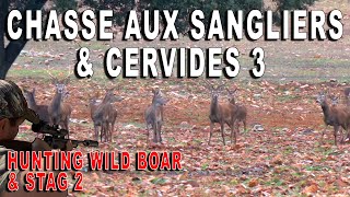 Chasse aux sangliers et cervidés en Espagne- Hunting wild boar and stag in Spain part 2