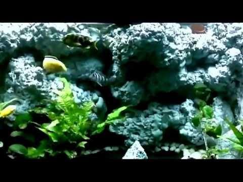 acquario ciclidi africani con sfondo 3d, cascata e ventole di ... - Sfondo Esterno Per Acquario Fai Da Te acquario ciclidi africani con sfondo 3d, cascata e ventole di ... - Sfondo Esterno Per Acquario Fai Da Te