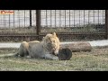 Вот это львиная банда! Подростковый вольер! Львы. Тайган. Lions life in Taigan.