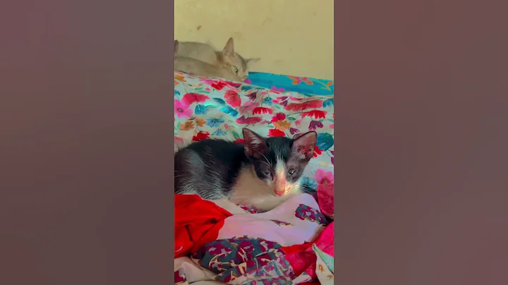 Video 10218261: cat loves sleeping, funny cat sleeping