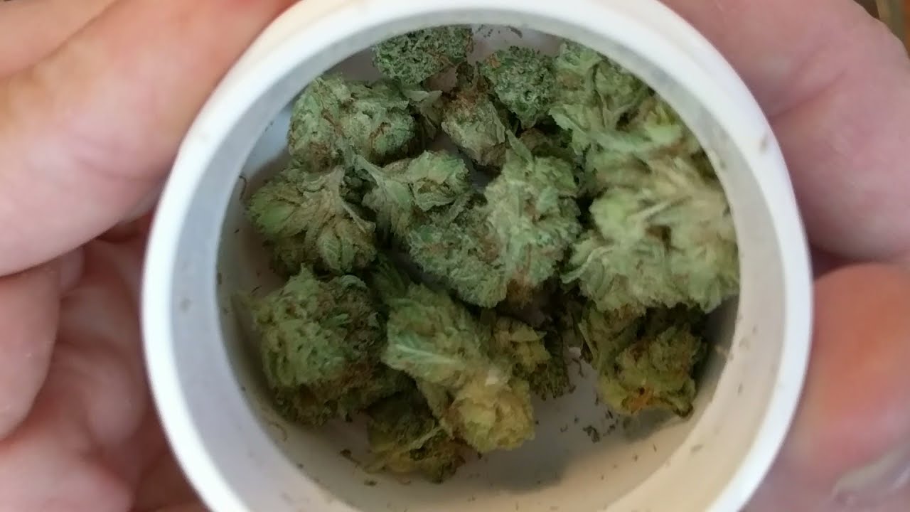 Mini Monday Stardawg 25% Lets smoke a morning joint!