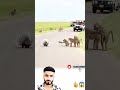 نمص ينفل ريشه علىالقرود تقترب ولحظة انفلات تغي ر كل شيء Allah Trending اكسبلور 