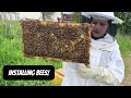 Installing bees on the homestead