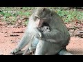 King Balu Hug Baby Monkey Charles Of Warm Care