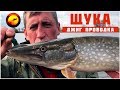 Ловля щуки / Окунь на джиг / Щука осенью / Рыбалка с егерем #1