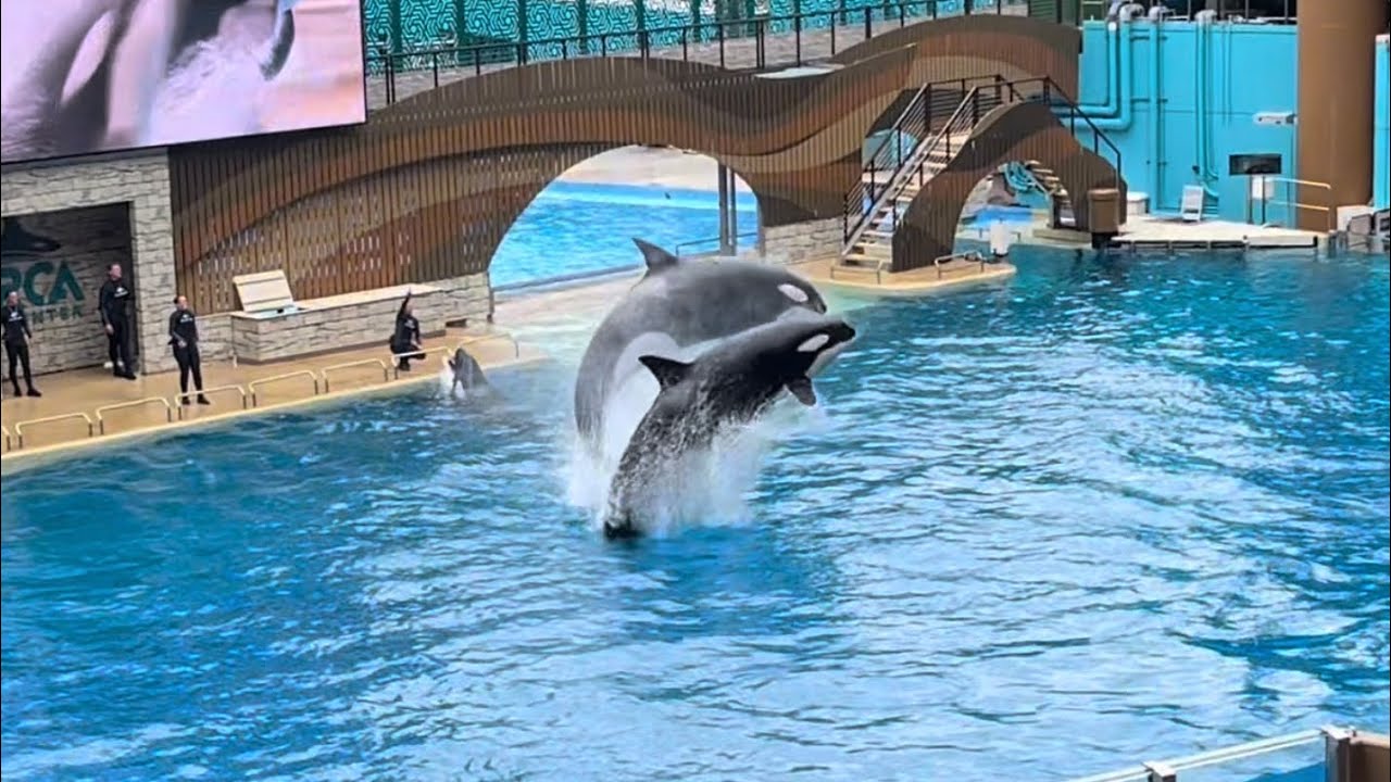Orca Encounter - SeaWorld Orlando | August 30th, 2025