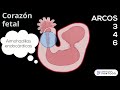 Formación de tabiques auriculoventriculares, tronco, cono arterial y en ventrículos