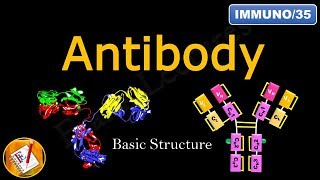 Detailed Antibody Structure (FL-Immuno/35)