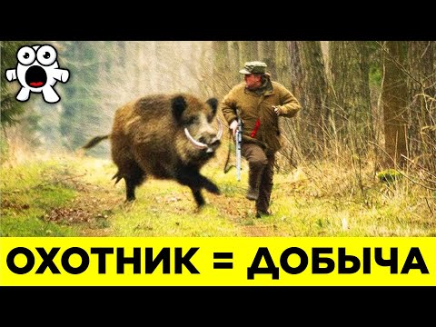 Видео: У какого клена осенью желтые листья?