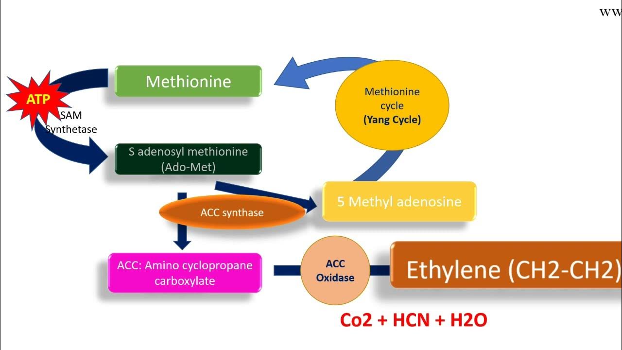 Ethylene biosynthesis pathway YouTube