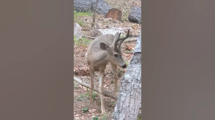 Trenton fiscalini Cambria deer