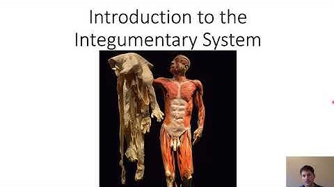 NAU BIO 201 - Lecture 9 - Integumentary System
