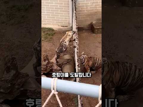 당하던 하이에나, 갑자기 맞섰습니다