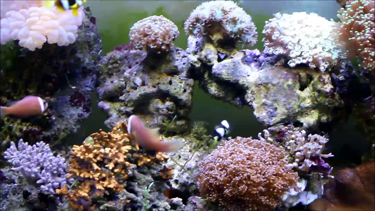 camera iphone 8 plus apk 斯里蘭卡巧克力小丑（玫瑰小丑 大陸）與花瓶珊瑚Maldives Anemonefish and Tip Frogspawn Coral