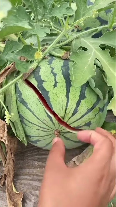 Tarbuj ki kheti /Watermelon fruit cutting #shots#video