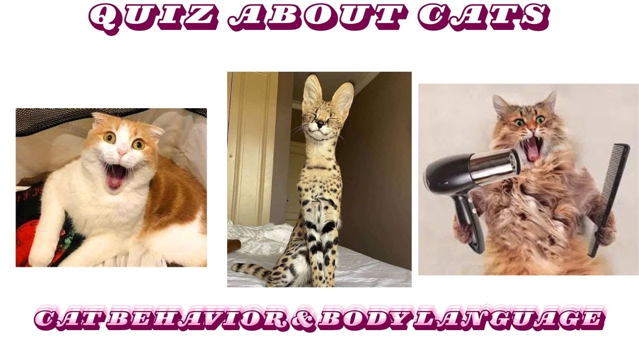 Cat Behavior & Body Language – What tails, ears, and meows really mean.