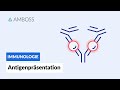 Antigenpräsentation - Biochemie - AMBOSS Video